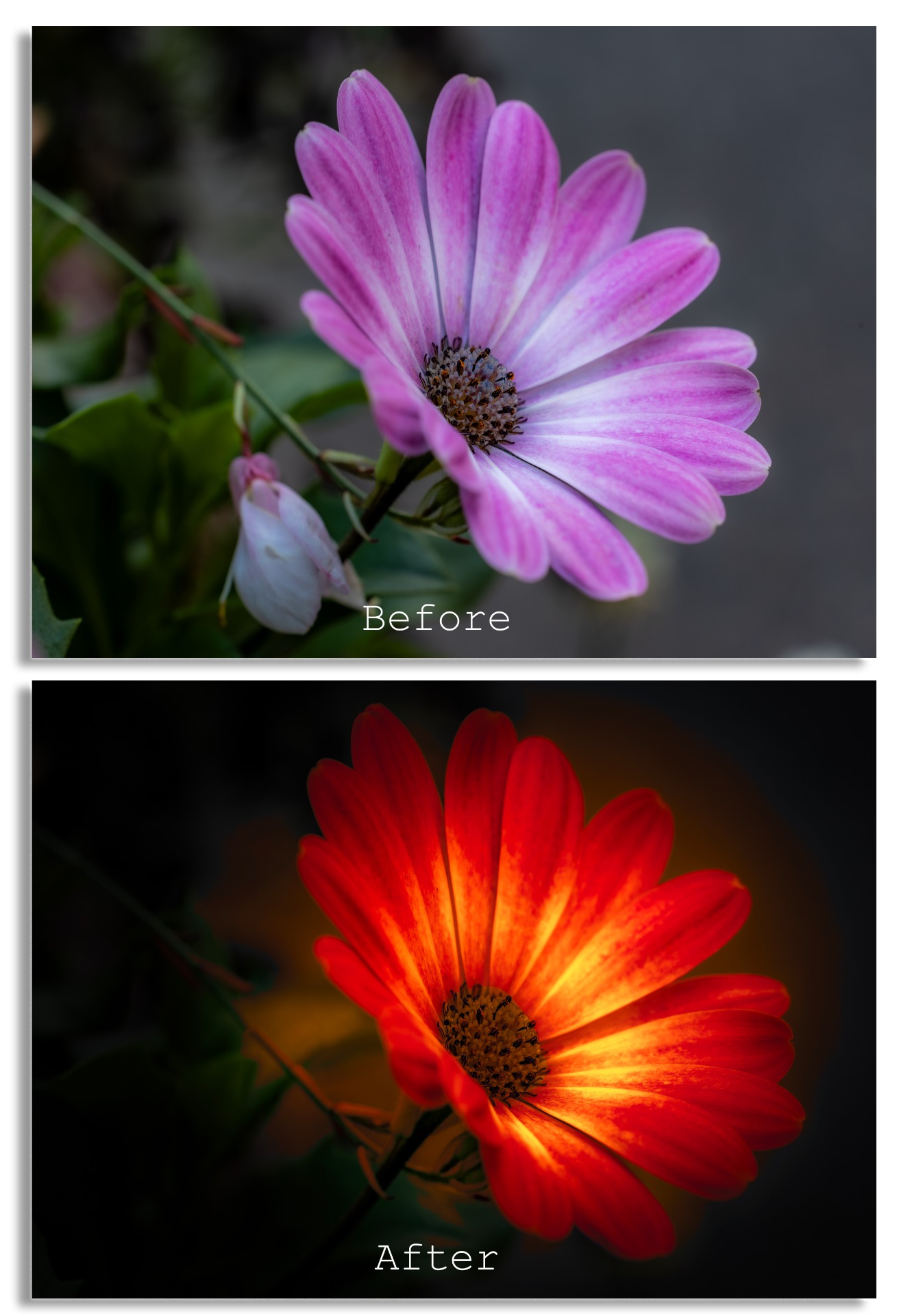 - Where Darkness Holds Light - (Before After)